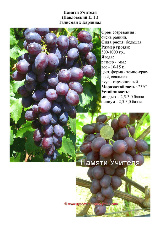 Описание винограда сорта Памяти учителя, особенности посадки и ухода