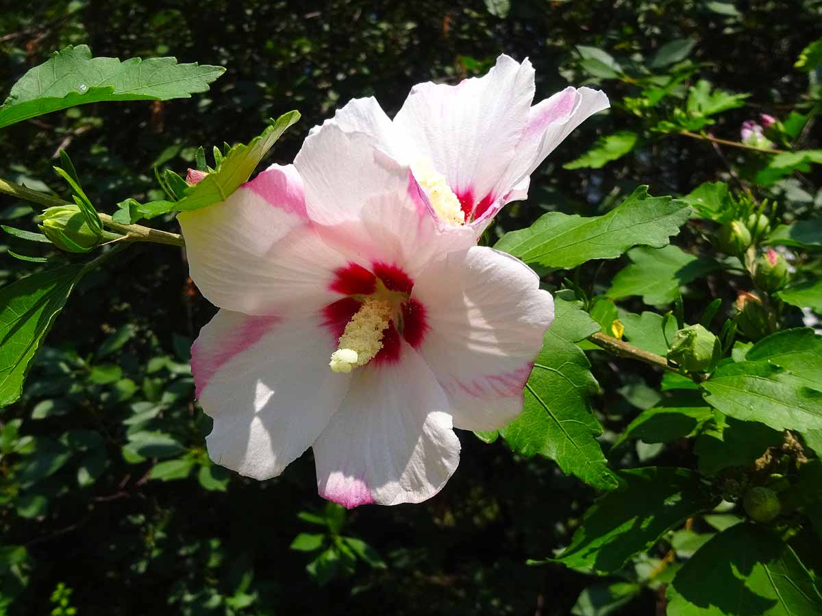 Гибискус садовый: уход и размножение selo.guru — интернет портал о сельском хозяйстве