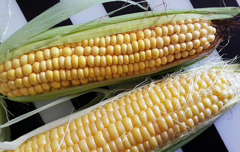 Сорта кукурузы: все о сортах и видах вкуснейшей культуры
