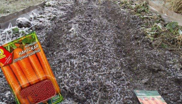 Посадка моркови под зиму: как и когда сажать овощ осенью, подходящие сорта, отзывы