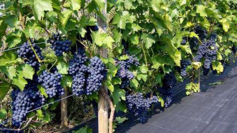 Виноград «зилга»: описание сорта, характеристика, отзывы