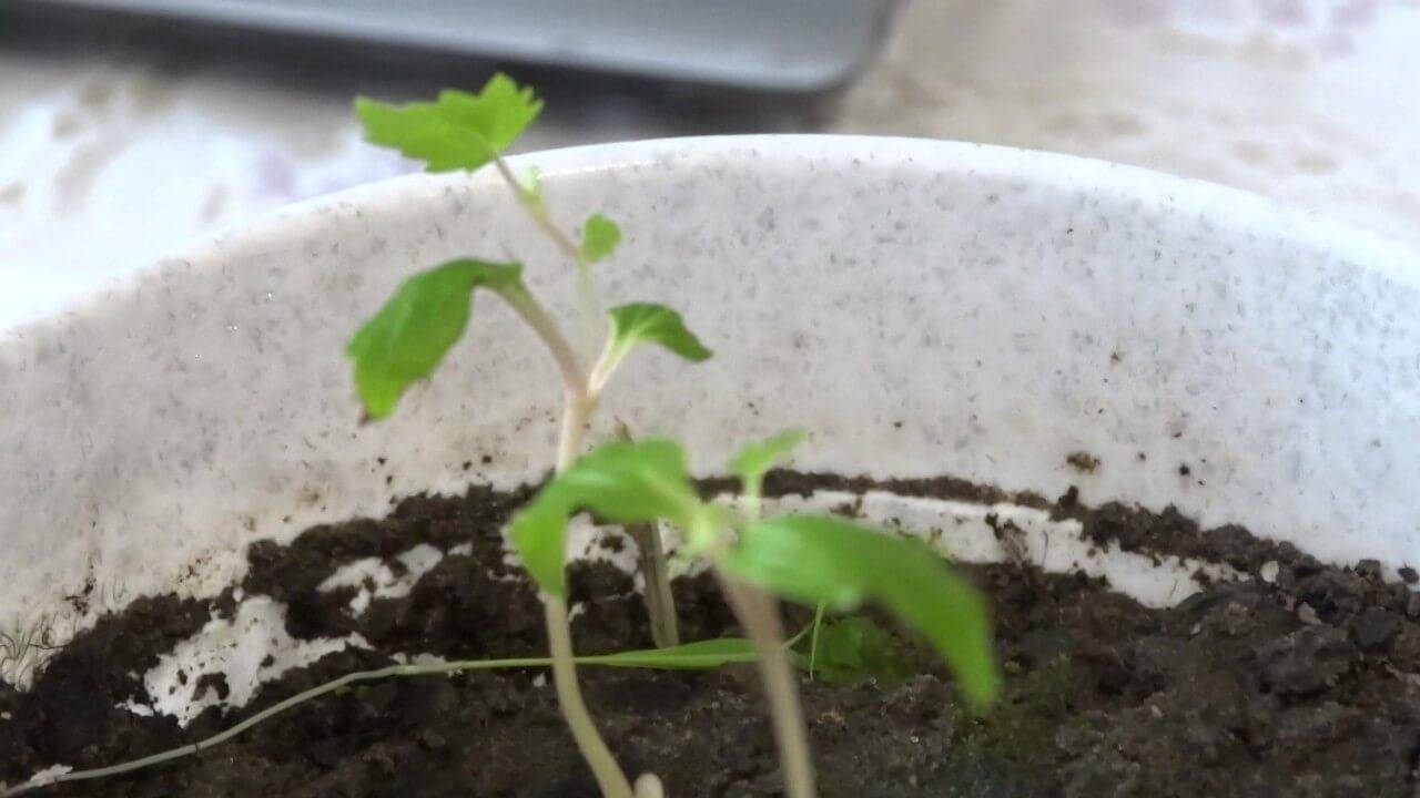 Выращивание винограда из косточки: посев семян в домашних условиях