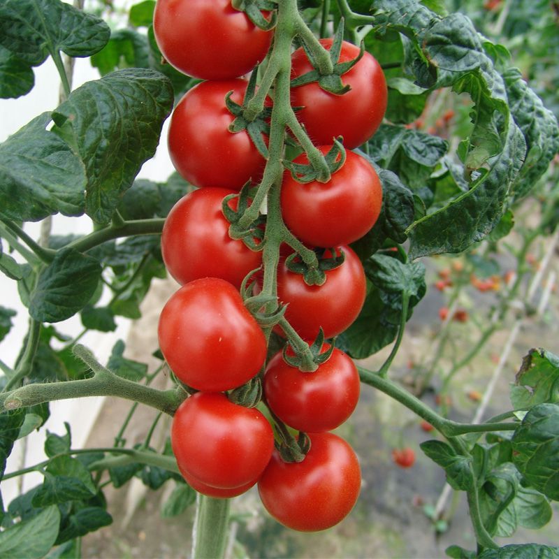 Хорошие сорта самоопыляемых томатов для теплицы: выбираем правильные семена для богатого урожая