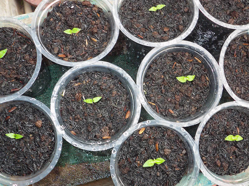 Как можно вырастить перец из семян в домашних условиях, выбор сорта, посадка и уход