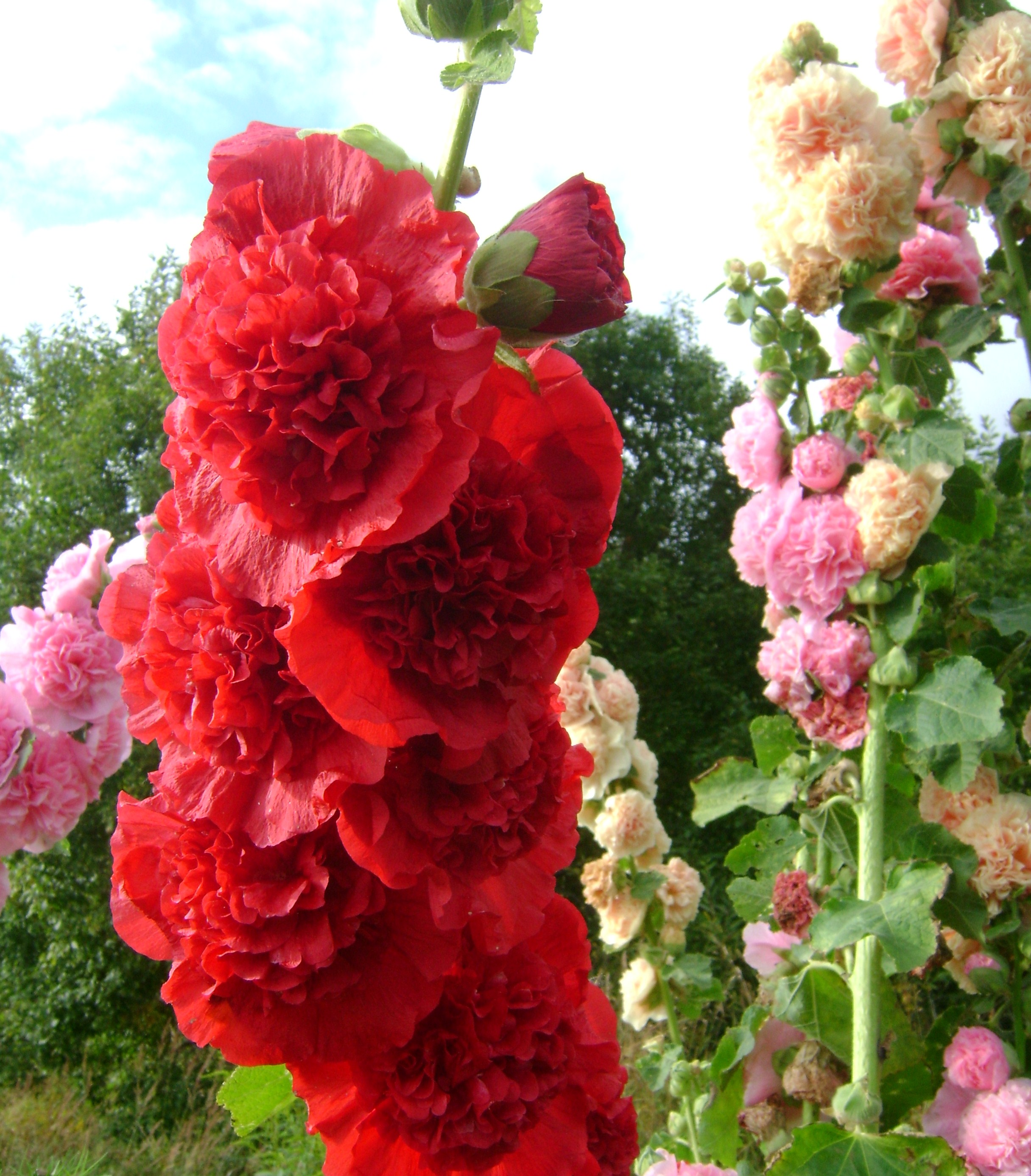 Шток-роза: посадка, уход и фото в открытом грунте, сочетание в ландшафтном дизайне, размножение и выращивание сорта