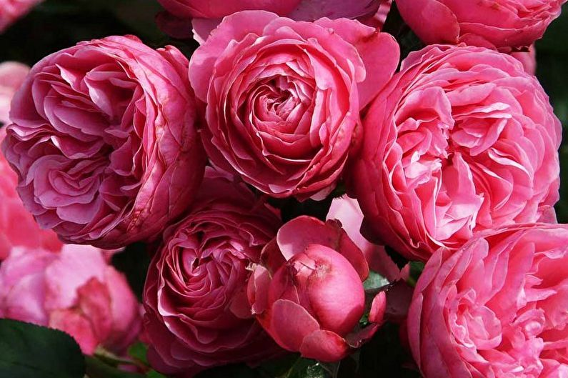 ✅ о пионовидных розах: описание сортов, посадка, размножение и уход - tehnomir32.ru