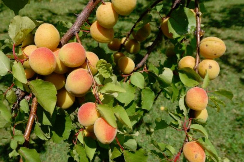 О посадке и уходе за абрикосом на урале, в башкирии: как посадить и выращивать