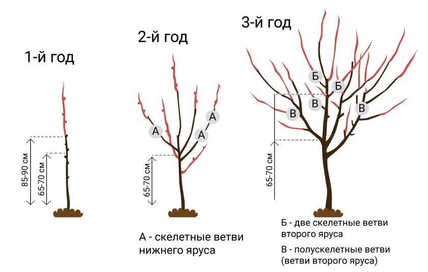 Описание и размножение вишни сорта бессея, правила посадки и ухода