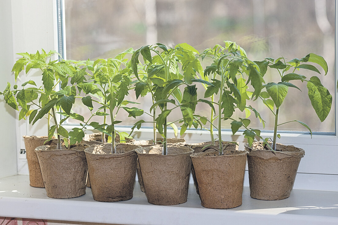 Выращивание рассады томатов: посадка и уход в домашних условиях