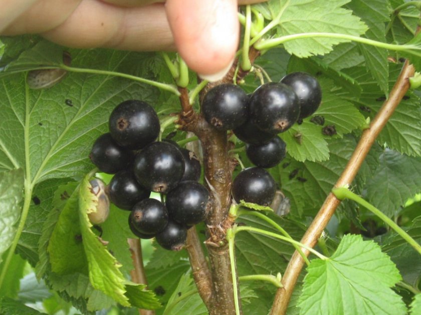 Сорта черной смородины крупноплодные, фото ягод