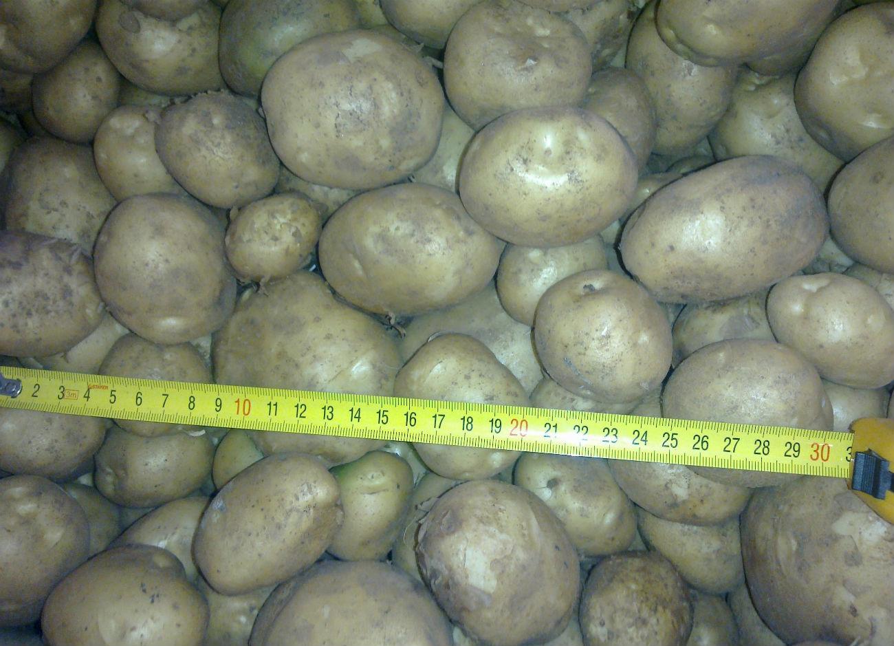 Как вырастить картофель «ирбитский» — крупноплодный и высокоурожайный сорт: фото и описание