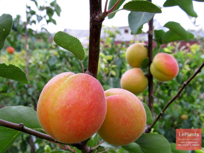 Особенности выращивания сорта абрикоса шалах