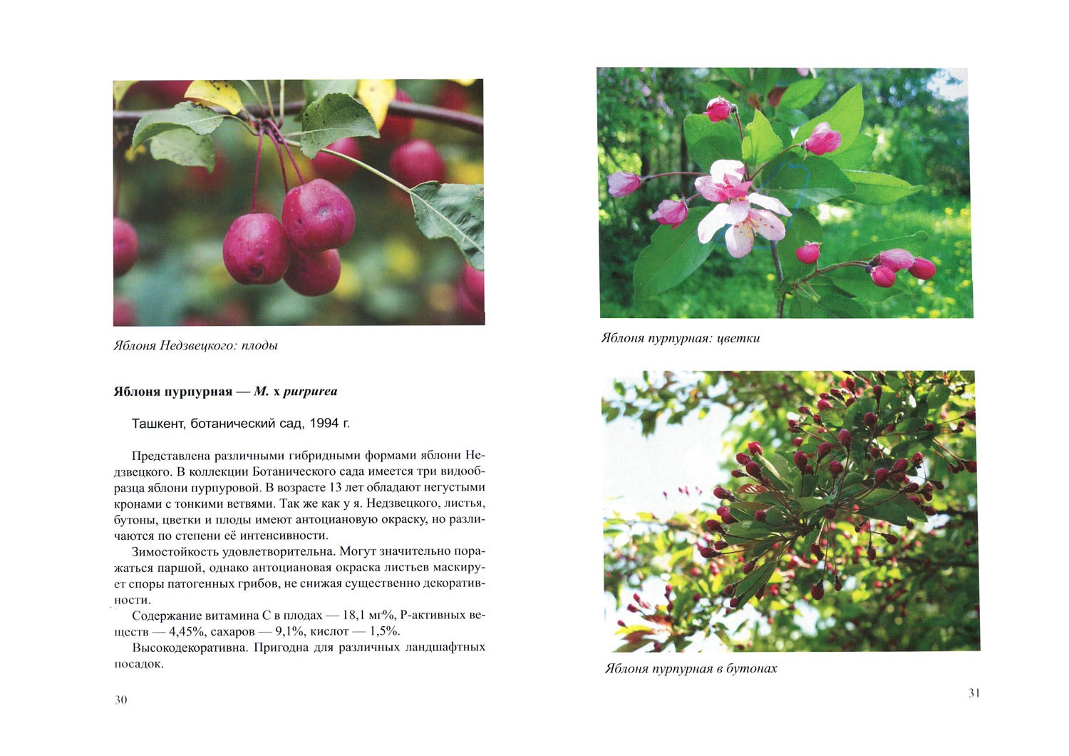 Яблоня недзвецкого: особенности и характеристики сорта