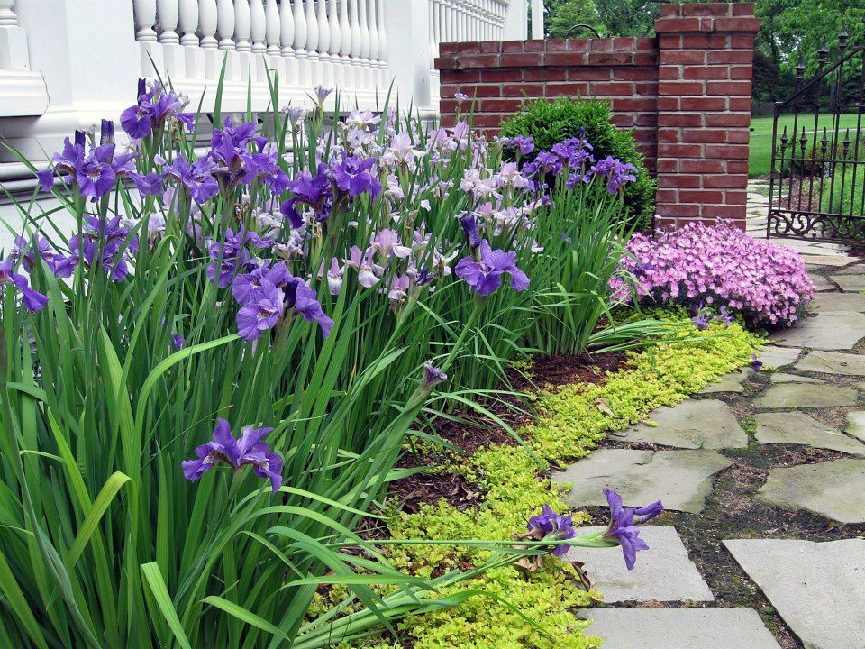 Ирисы в ландшафтном дизайне сада: с какими цветами лучше сочетается, фото, примеры клумб