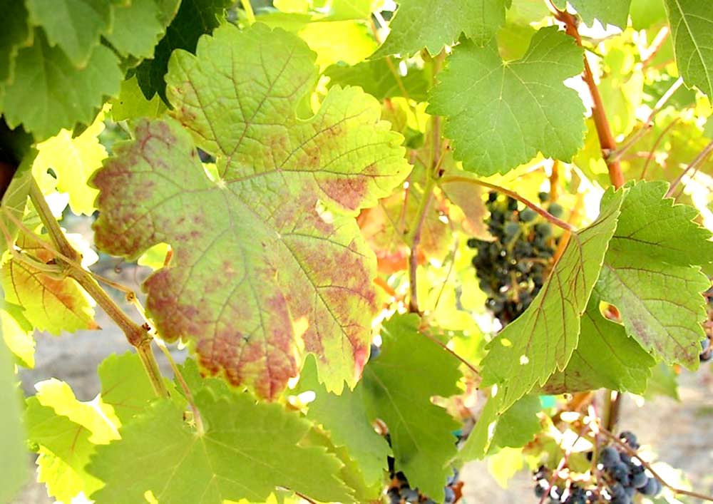 Почему листья винограда. Альтернариоз милдью. Мозаичная пятнистость винограда. Фомопсис винограда. Красная пятнистость на винограде.