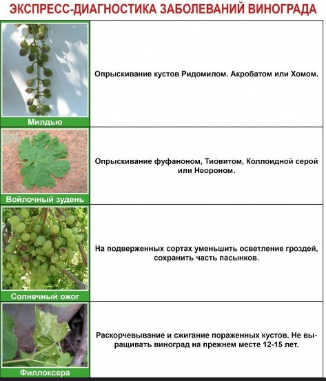 Вредители и болезни винограда: описание с фотографиями, чем обработать лозу от заболеваний и насекомых