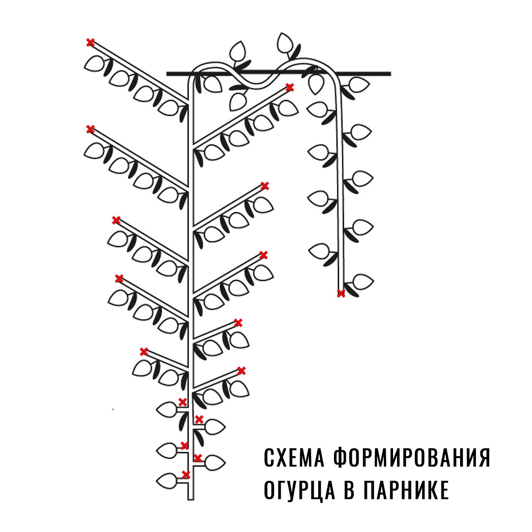 Схема обрезки огурцов в теплице в картинках. Формировка огурца в теплице схема. Формирование партенокарпических огурцов в теплице схема. Подрезка огурцов в теплице схема. Формирование огурцов в теплице в один стебель схема.