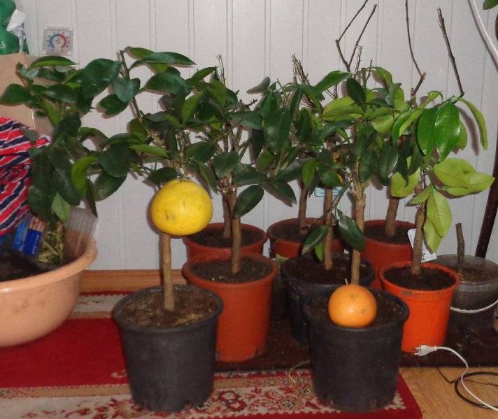 Как вырастить лимон в домашних условиях из косточки