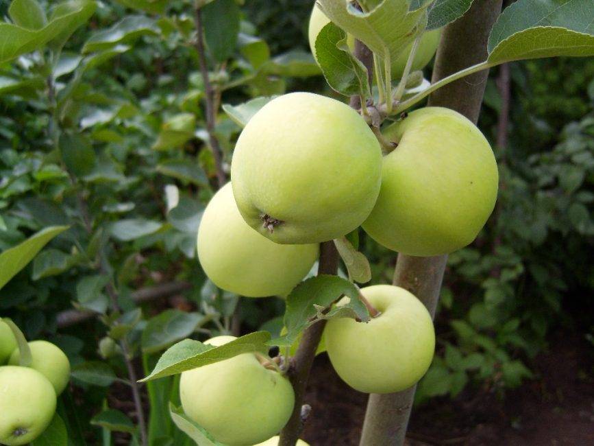 Описание сорта яблони титовка: фото яблок, важные характеристики, урожайность с дерева