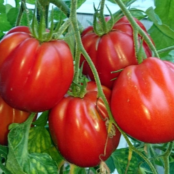 Самые урожайные сорта помидоров