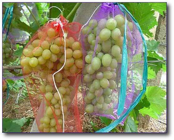 Как защитить виноград от ос во время его созревания