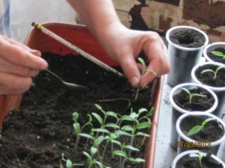 Нюансы подготовки семян томатов к посеву на рассаду в домашних условиях и советы, как самому собрать материал