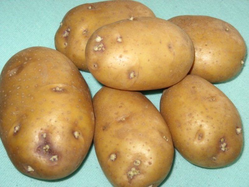 Картофель палац: описание сорта, характеристика и фото клубней, отзывы дачников со стажем