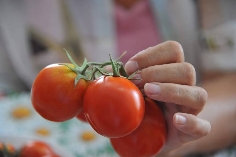 Обзор лучших сортов томатов для Волгоградской области