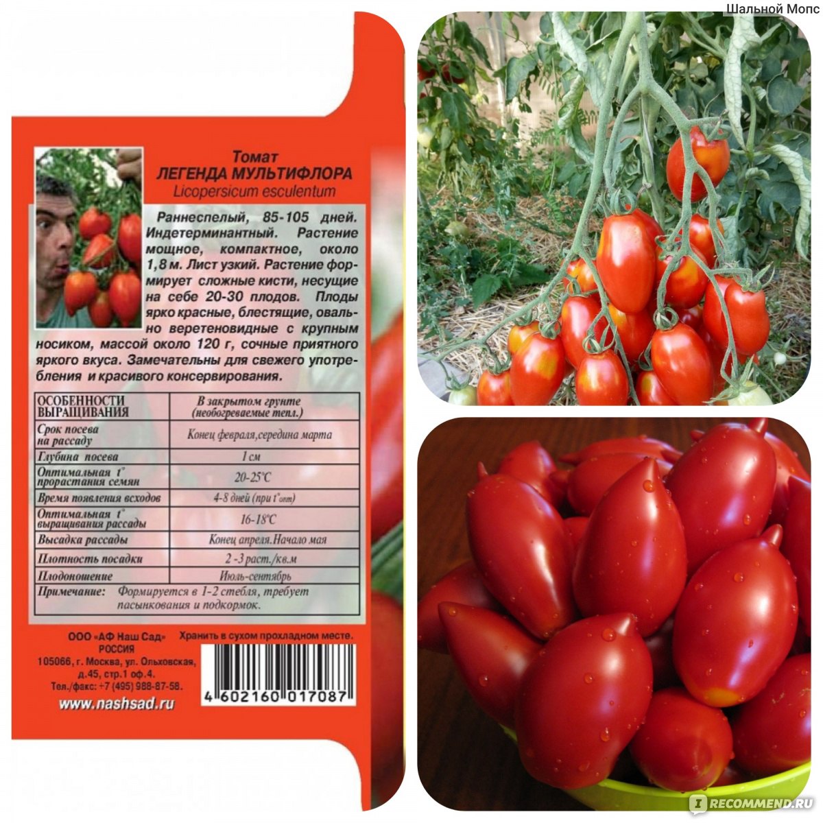 «ленивые» помидоры — необычный способ выращивания томатов