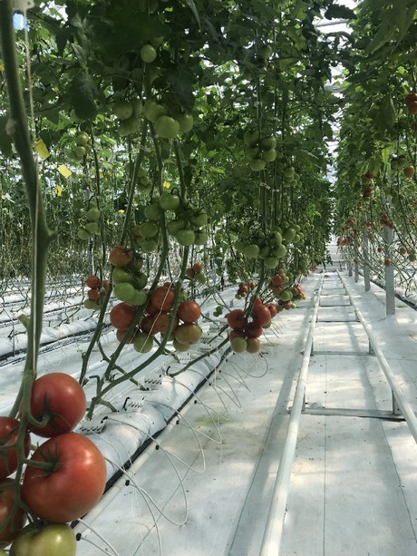 Гидропонные установки для выращивания томатов купить в москве