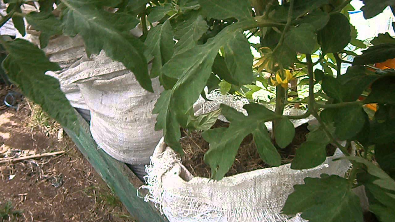 Подготовка почвы в теплице под помидоры весной: пошаговое руководство