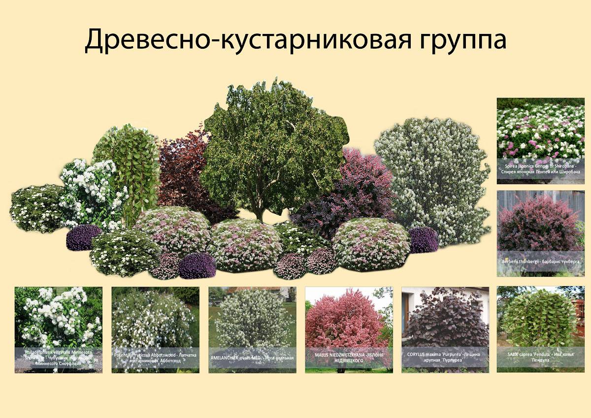 Композиции из декоративных кустарников фото и схемы посадок