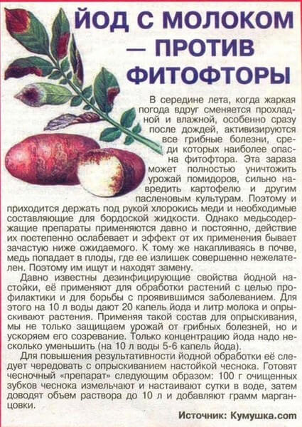 Как бороться с фитофторой на картофеле, описание и методы лечения