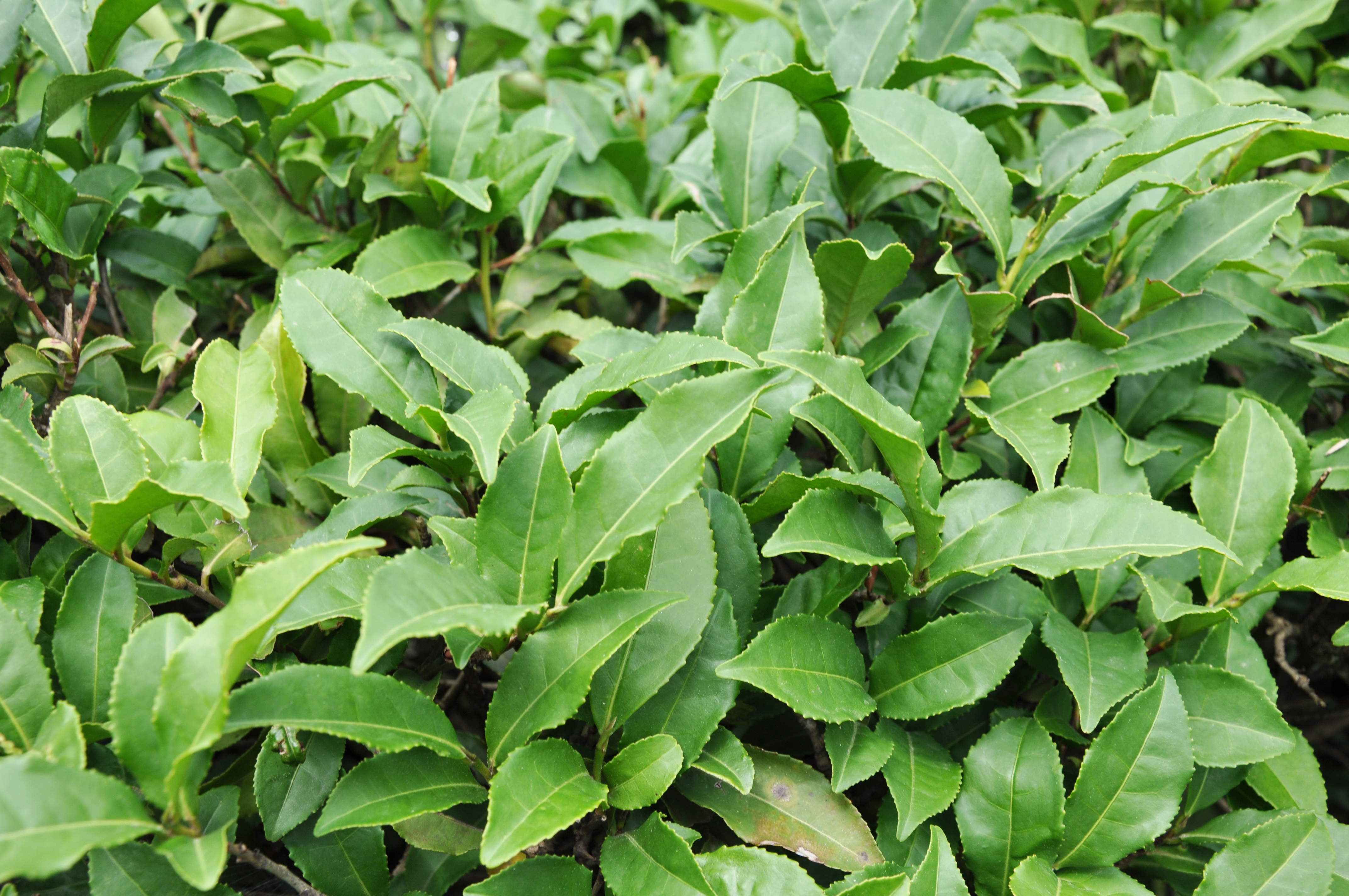 Белый чай растение фото