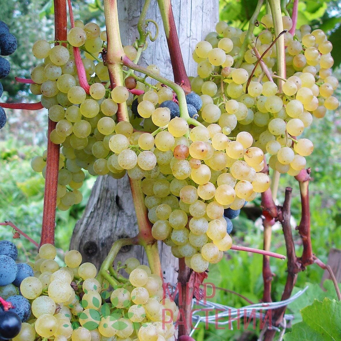 Сорт винограда коринка русская: что нужно знать о нем, описание сорта, отзывы