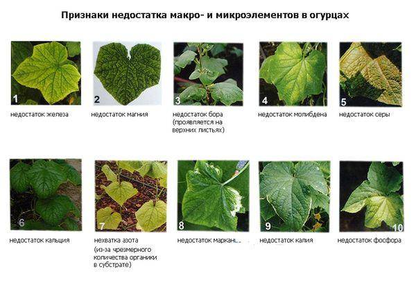 Почему желтеют листья у огурцов и что с этим делать на supersadovnik.ru