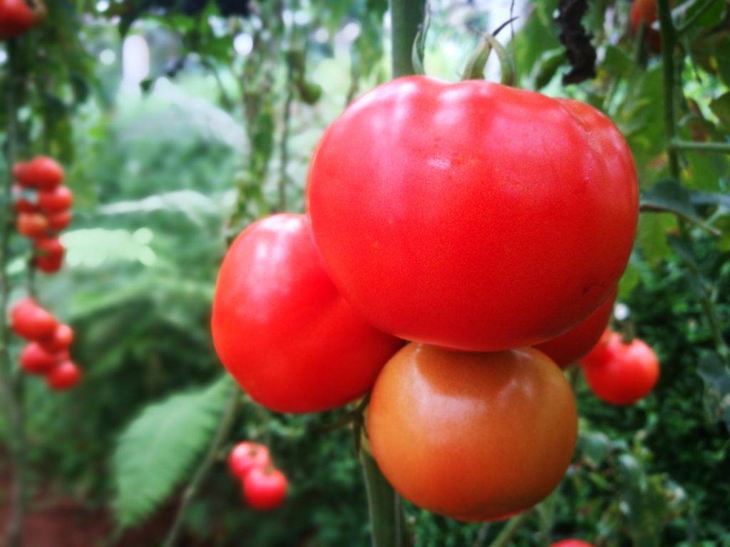 Характеристика и описание непревередливого и универсального томата «толстый джек»