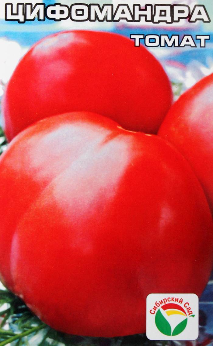 Цифомандра (томатное дерево) - метод выращивания, отзывы, фото, описание