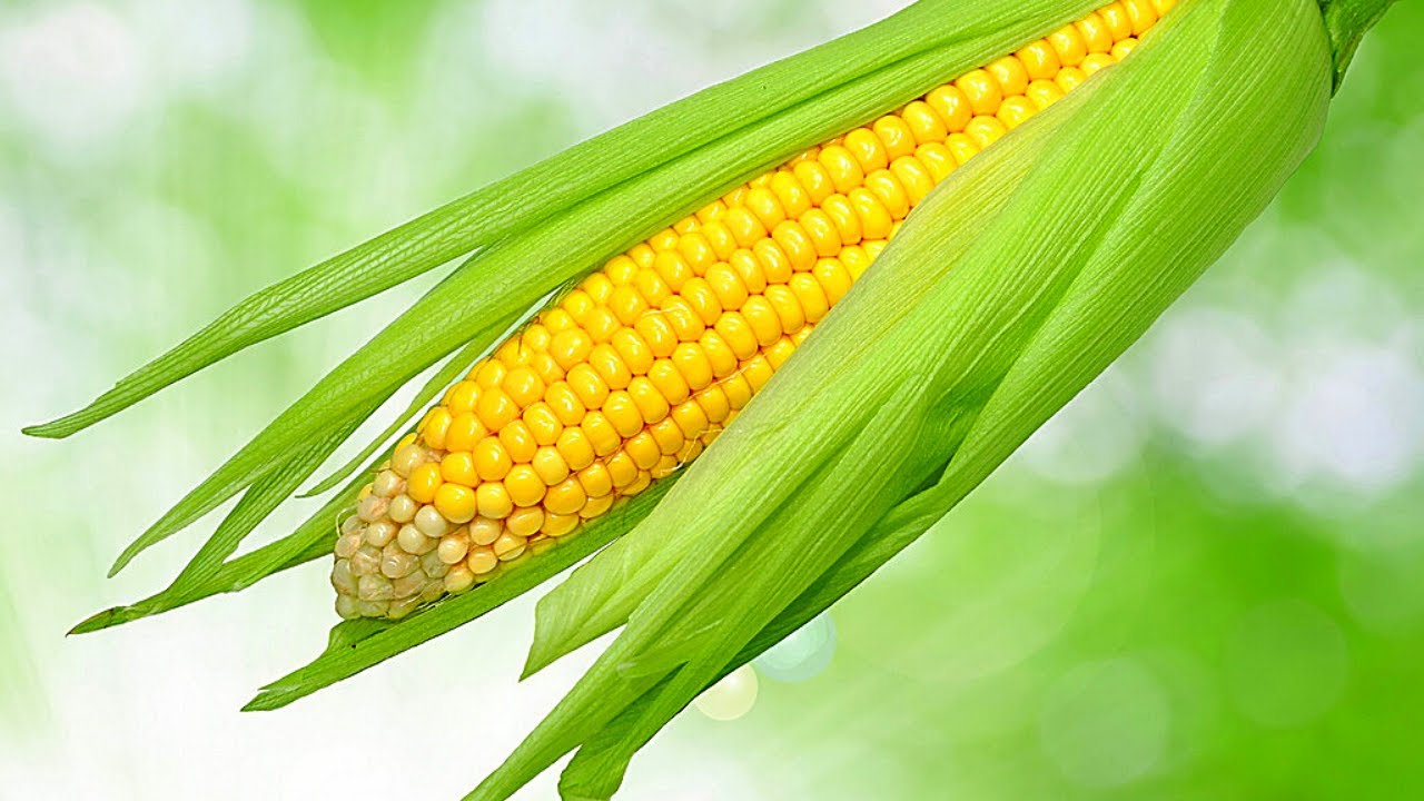 К какому семейству и виду относится кукуруза: овощ, фрукт или злак - всё про сады