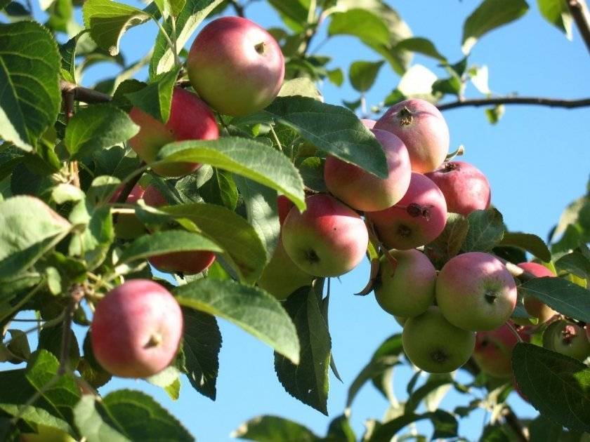 Описание и технология выращивания яблони сорта Елена