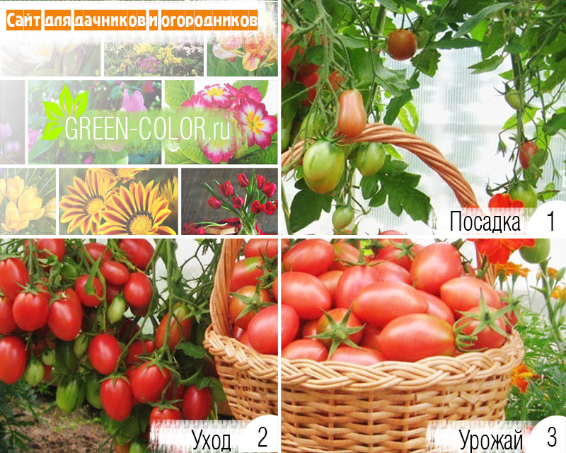 Томат петруша огородник — описание сорта с фото