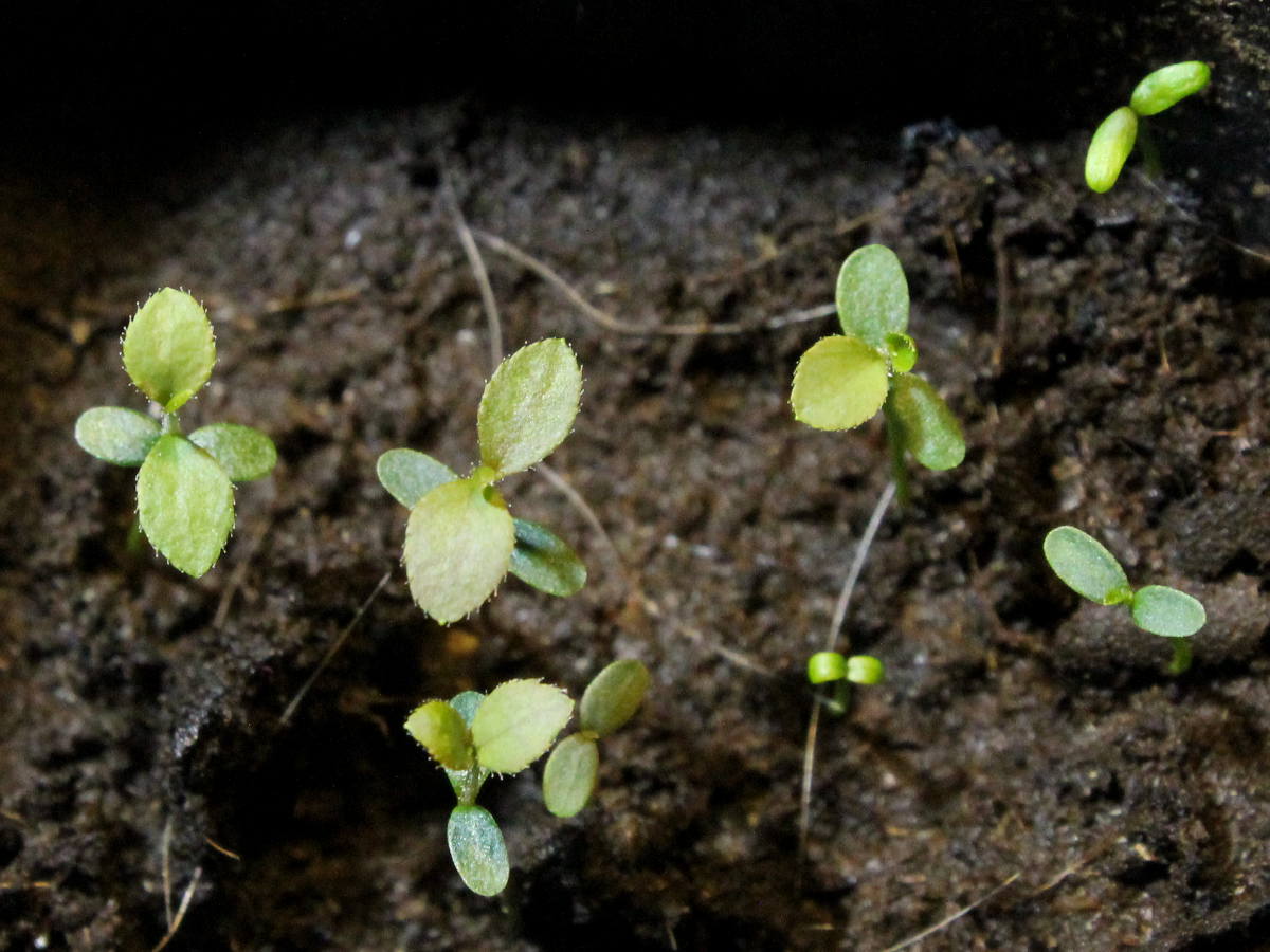 Семена черники фото. как вырастить чернику из семян в домашних условиях?