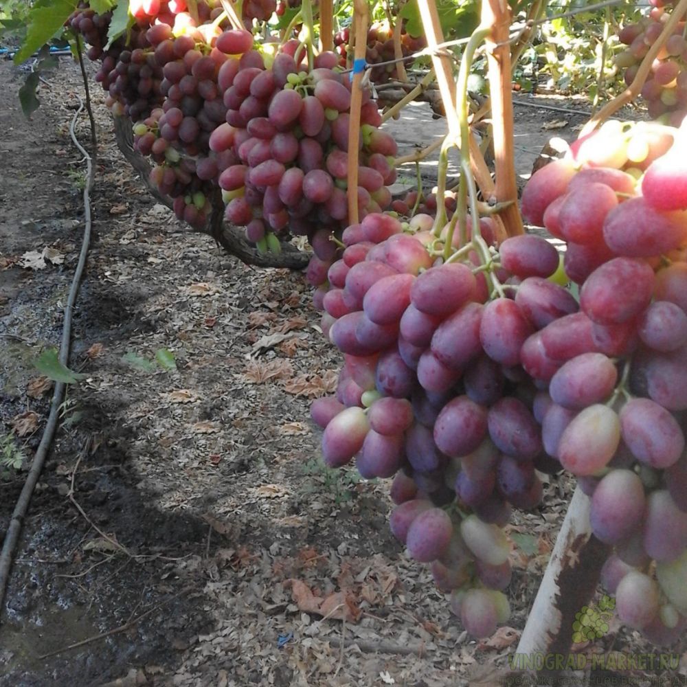 Виноград ризамат: описание сорта