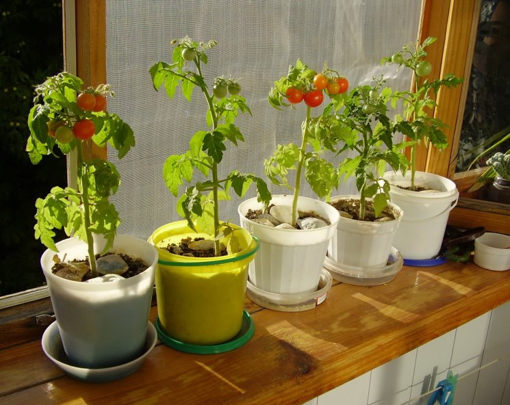 Выращивание томатов на подоконнике. комнатные томаты уход от посева семян до сбора урожая