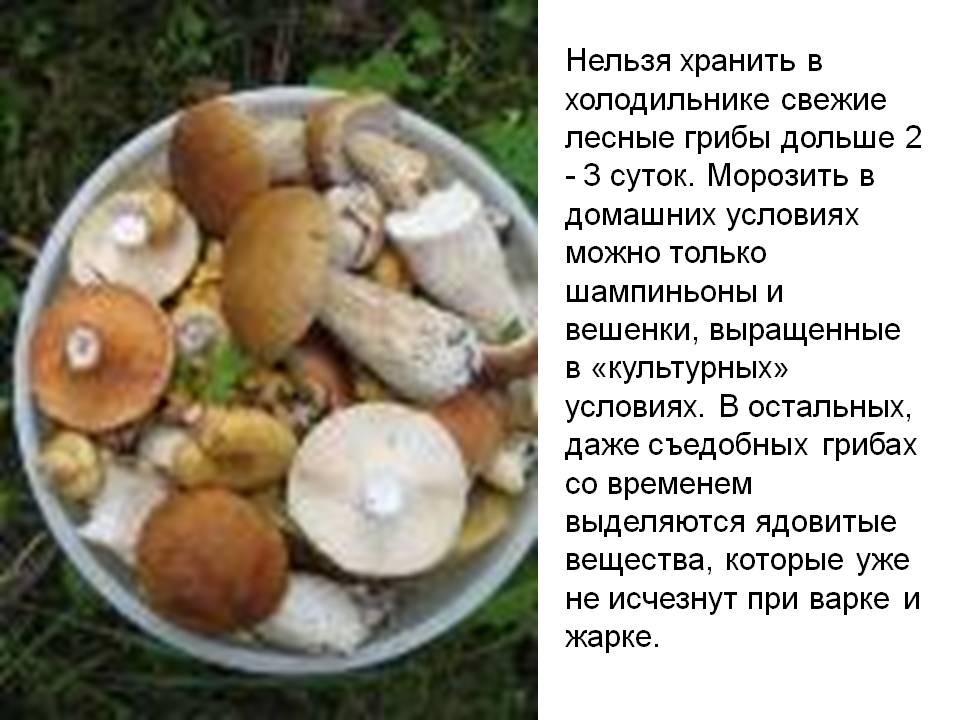 Сколько времени можно хранить маринованные грибы домашнего приготовления, условия и сроки годности