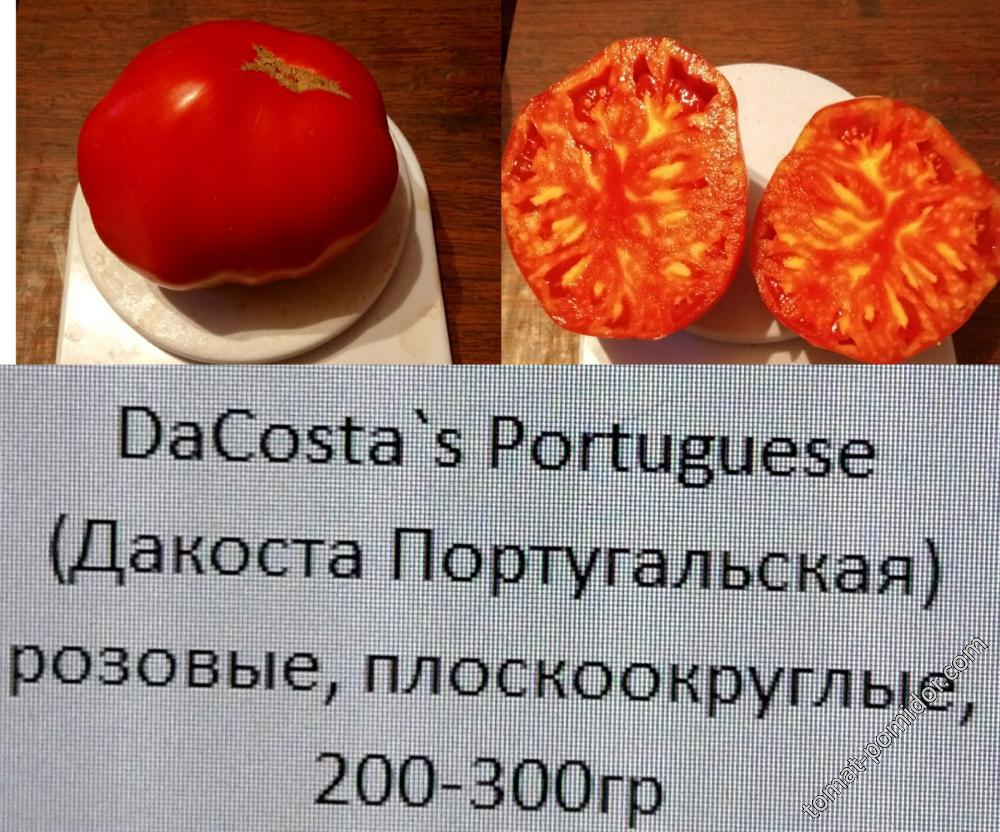 Томат дакоста португальская - описание и характеристика сорта