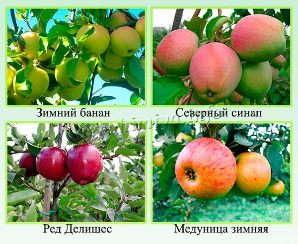 Яблоня медуница: описание сорта, фото, отзывы садоводов, видео