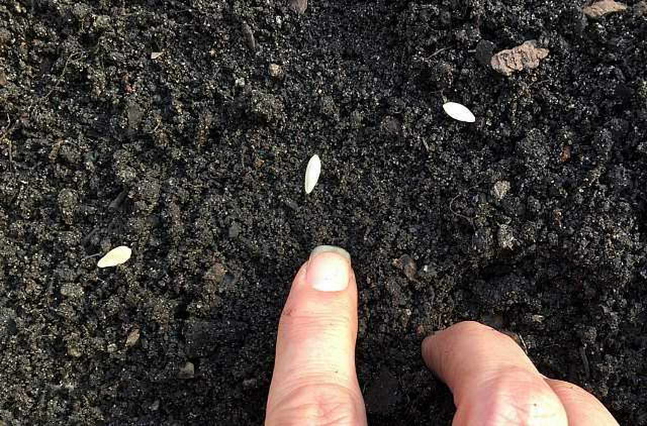 Как замочить семена огурцов перед посадкой — 115 фото, особенности, советы и рекомендации как правильно замачиваются семена пере высадкой