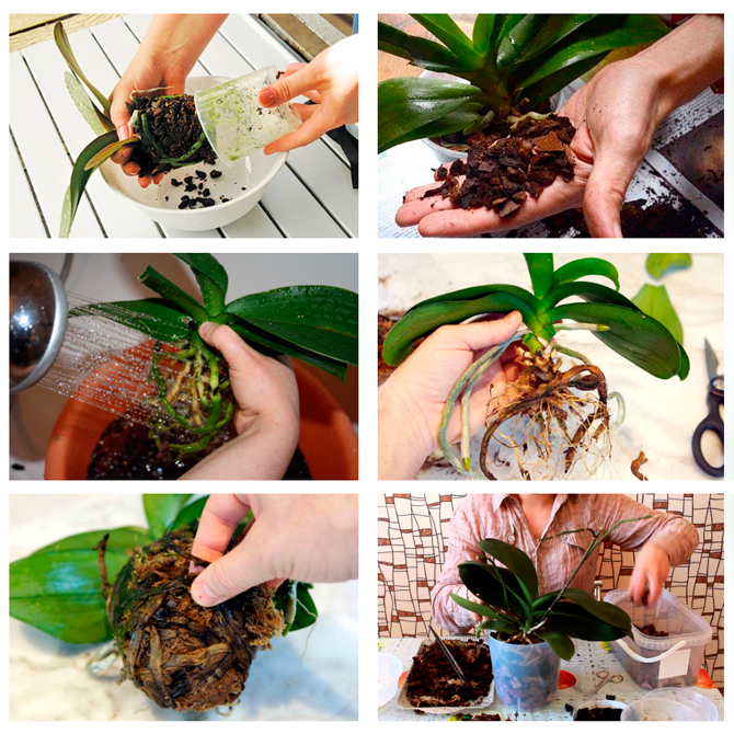 Пересадка орхидеи дендробиум (8 фото): как правильно пересадить орхидею дендробиум в горшок после покупки в домашних условиях пошагово?