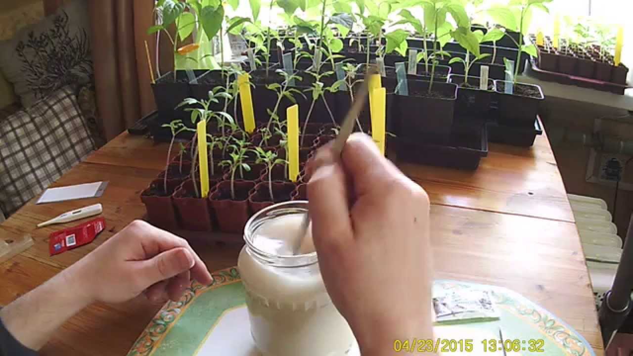 Выращивание рассады огурцов в домашних условиях